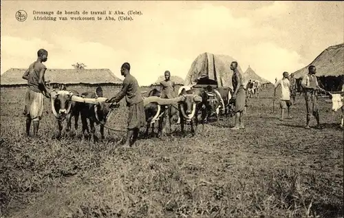 Ak Uele DR Kongo Zaire, Africhting van werkossen te Aba