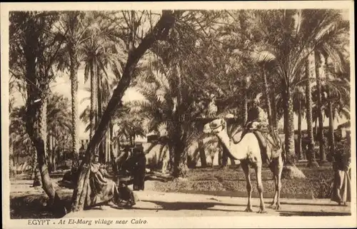 Ak Kairo Kairo Ägypten, Kamelreiter unter den Palmen