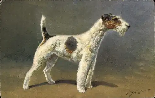 Künstler Ak Fox Terrier, Hundeportrait