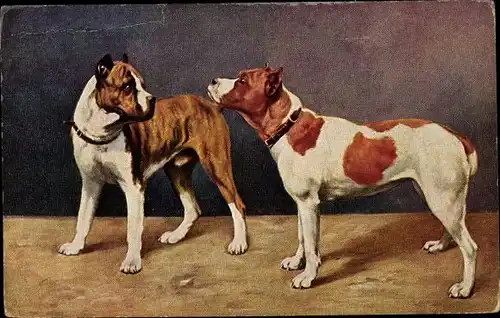 Künstler Ak Zwei Hunde, Boxer, Bulldogge