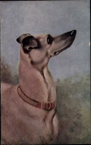 Ak Hundeportrait, Chicoree a la Menagere