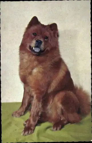 Ak Hundeportrait, Chow-Chow