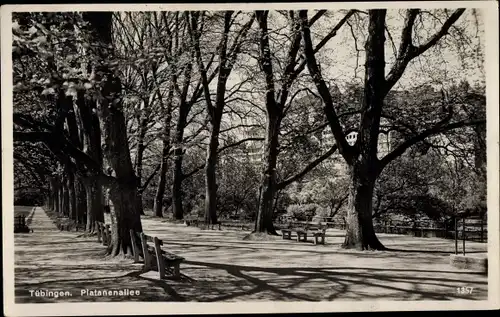 Ak Tübingen am Neckar, Platanenallee