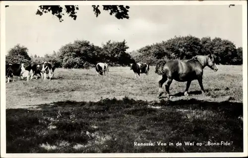 Ak Renesse Schouwen-Duiveland Zeeland, Rinder auf der Wiese auf Bona-Fide
