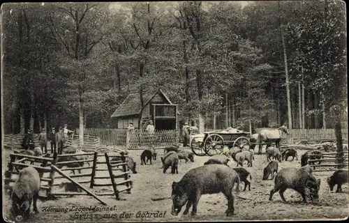 Ak Göhrde in Niedersachsen, Körnung Leopoldsinsel, Wildschweine