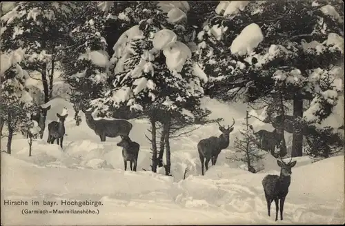 Ak Garmisch Partenkirchen in Oberbayern, Hirsche, bayr. Hochgebirge, Maximilianshöhe