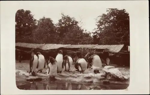 Ak Hamburg Eimsbüttel Stellingen, Carl Hagenbecks Tierpark, Pinguine