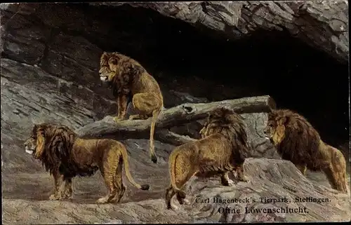 Ak Hamburg Eimsbüttel Stellingen, Carl Hagenbecks Tierpark, Offene Löwenschlucht