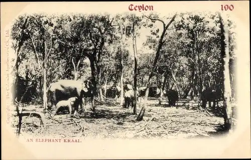 Ak Ceylon Sri Lanka, Elefantenkraal