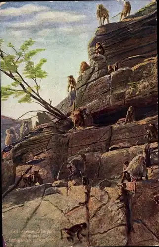 Ak Hamburg Eimsbüttel Stellingen, Carl Hagenbecks Tierpark, Affenfelsen