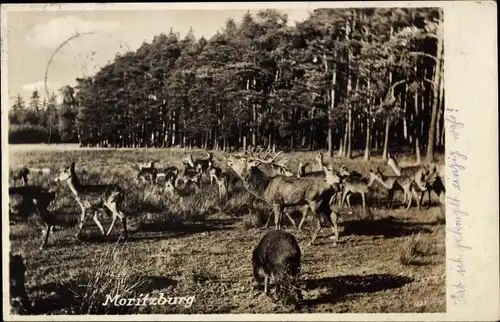 Ak Moritzburg in Sachsen, Schreiender Hirsche zur Brunft