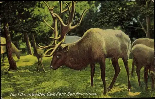 Ak San Francisco Kalifornien USA, Elche im Golden Gate Park