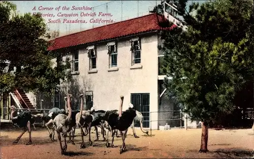 Ak Pasadena Kalifornien USA, Cawston Ostrich Farm