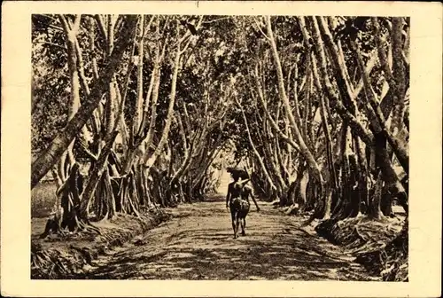 Ak Französisch-Kongo, Allee de Ficus