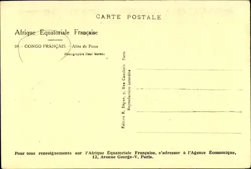 Ak Französisch-Kongo, Allee de Ficus