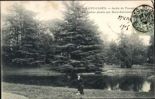 Ak Saint Cloud Hauts de Seine, Parc, Jardin du Trocadero, Les Cedres plantes par Marie-Antoinette