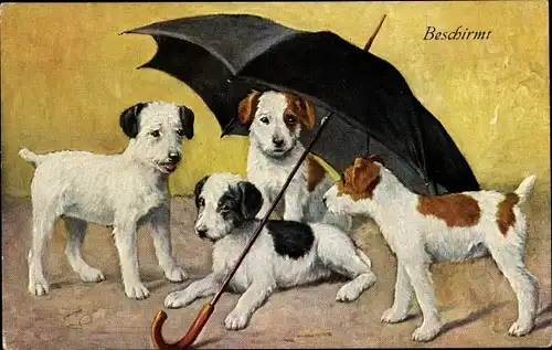 Ak Beschirmt, Vier Hunde unter einem Regenschirm