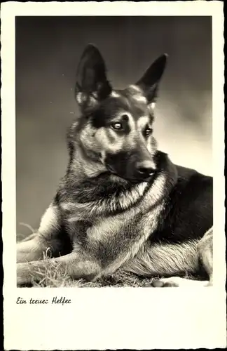 Ak Ein treuer Helfer, Schäferhund, Portrait