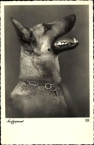 Ak Aufgepasst, Schäferhund, Halsband, Portrait