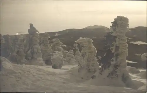 Foto Ak Österreichisch Schlesien? Riesengebirge ? Schneebedeckte Bäume, Gebirge