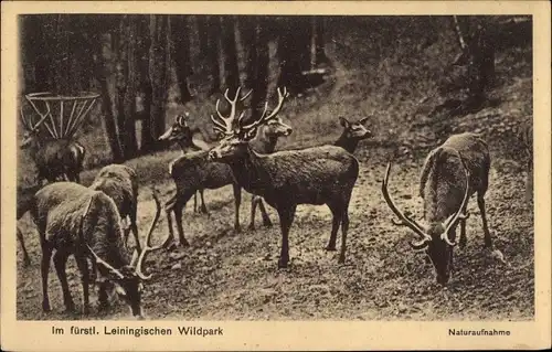 Ak Kailbach im Odenwald Oberzent, Wildpark der Fürsten von Leiningen, Hirsche