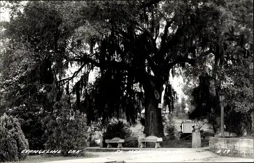 Ak Martinsville Louisiana USA, Evangeline Oak