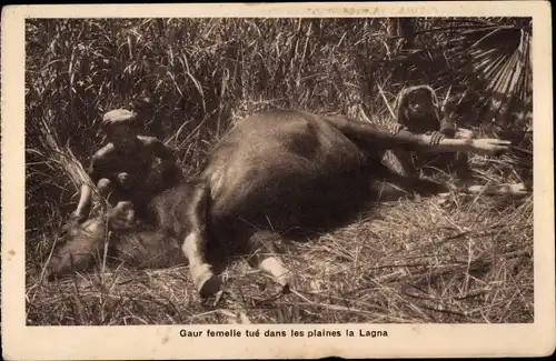 Ak Vietnam, weibliche Gaur tötet in der Lagna-Ebene