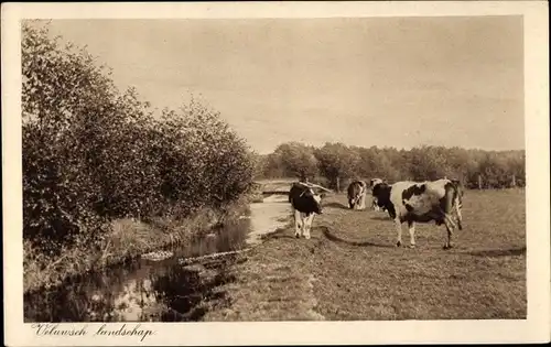 Ak Hoge Veluwe Gelderland Niederlande, Landschaft, Rinder