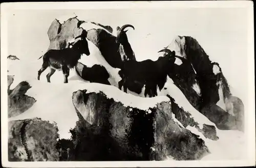 Ak Arnhem Gelderland Niederlande, Natur-Tierpark, Mufflons