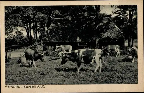 Ak Vierhouten Gelderland, Bauernhof, Kühe
