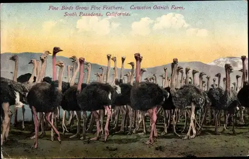 Ak Pasadena Kalifornien USA, Cawston Ostrich Farm