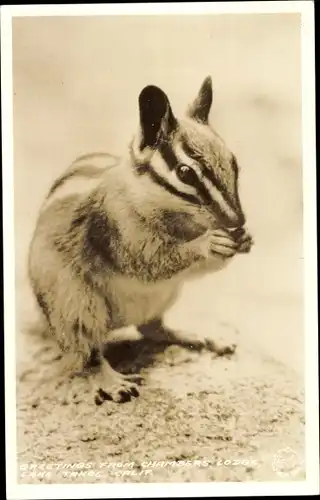 Foto Ak Chambers Lodge Kalifornien USA, Lake Tahoe, Streifenhörnchen
