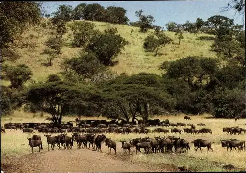 Ak Gnu-Herde auf einer Wiese