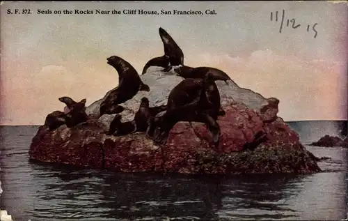 Ak San Francisco Kalifornien USA, Seals on the Rocks, Cliff House
