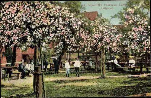 Ak Steinkirchen Altes Land Niedersachsen, Steinhoffs Fährhaus Lühe, Obstgarten