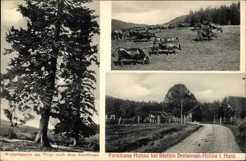 Ak Dreiannen Hohne Wernigerode, Tannen, Forsthaus, Weg