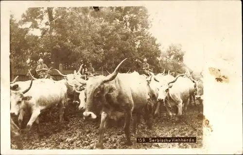 Foto Ak Serbien, Serbische Viehherde, Rinder