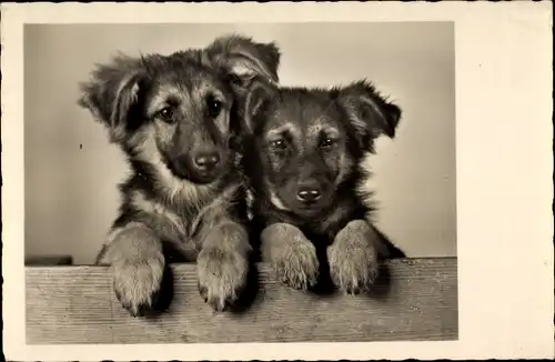 Ak Zwei Hundewelpen, Hundeportrait