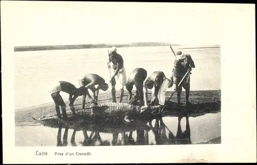 Ak Kairo Kairo Ägypten, Fang eines Krokodils