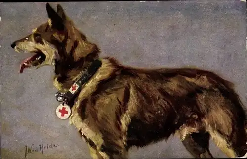 Künstler Ak v. d. Heide, J. W., Sanitätshund, Deutscher Schäferhund