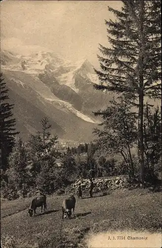 Ak Chamonix Mont Blanc Haute Savoie, Panorama, Kühe