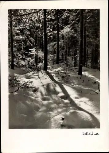 Ak Winterlandschaft, Waldpartie