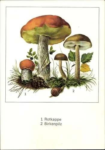 Künstler Ak Schmidt, Gerhard, NBI Kleine Pilzfibel, Rotkappe, Birkenpilz