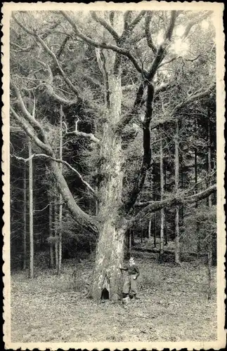 Ak Forrières Nassogne Wallonien Luxemburg, Foret et le gros chene