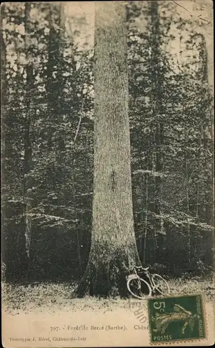 Ak Foret de Berce Sarthe, Baumstamm, Fahrrad