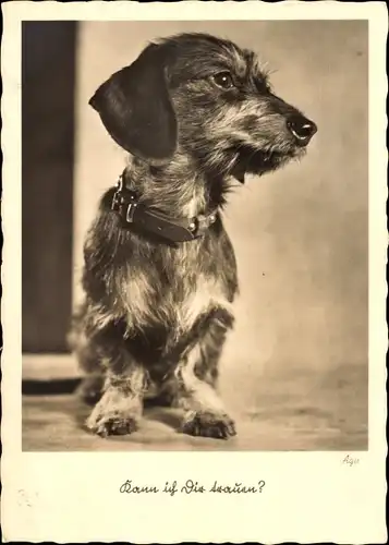 Ak Hund, Tierportrait, Halsband, Kann ich Dir trauen?