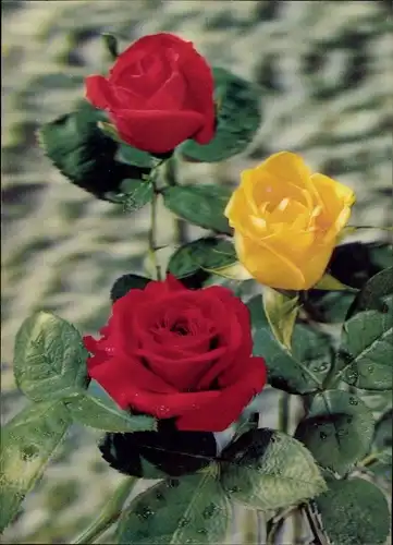 3-D Ak Rosenblüten, Gelbe und rote Rosen, Blumen