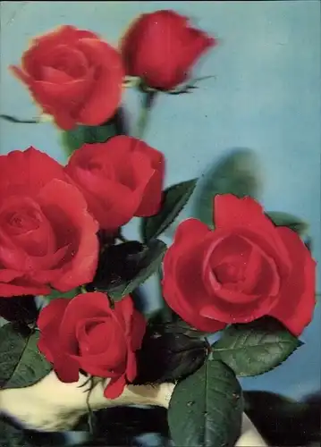 3D Ak Rote Rosen, Blüten
