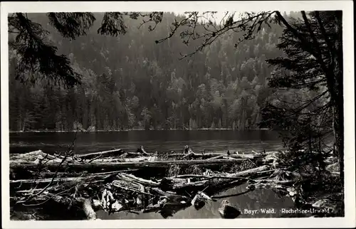 Ak Sankt Oswald Riedlhütte Niederbayern, Rachelsee, Urwald