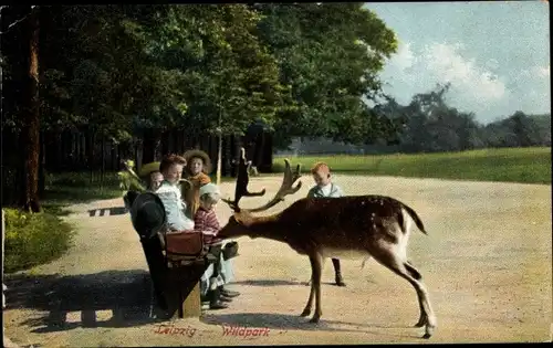 Ak Leipzig Sachsen, Hirsch im Wildpark, Fütterung